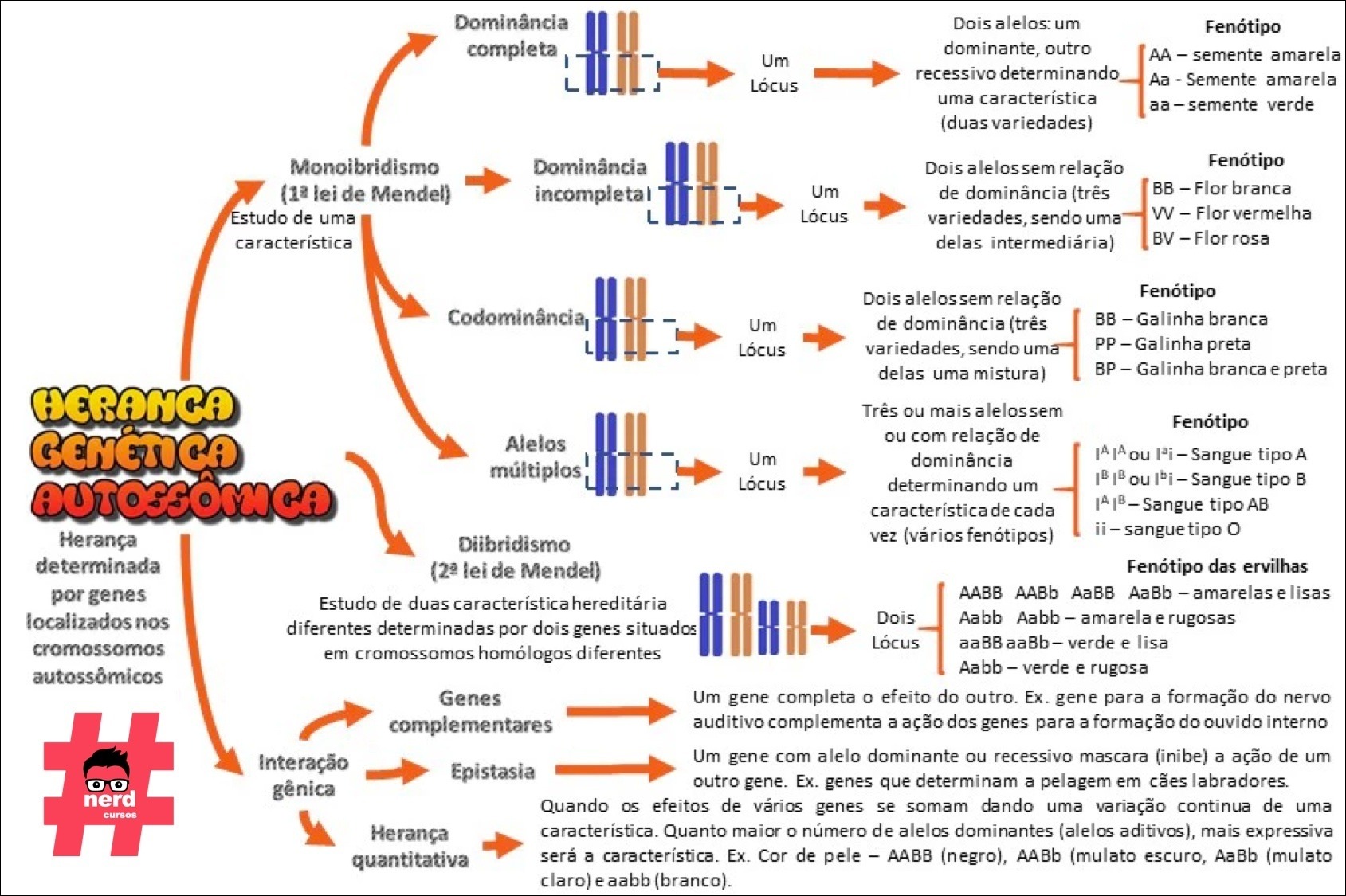 Conceitos de Genética